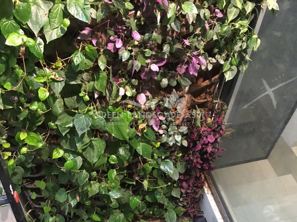 Jasa Pasang Taman Vertikal