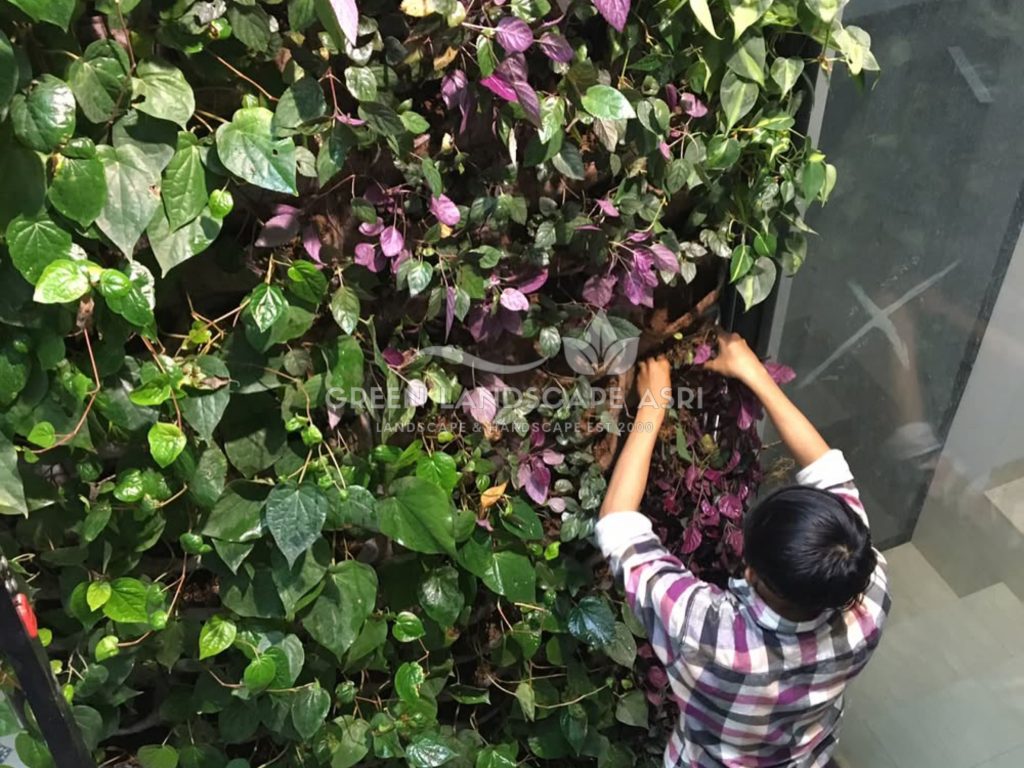 Jasa Pasang Taman Vertikal