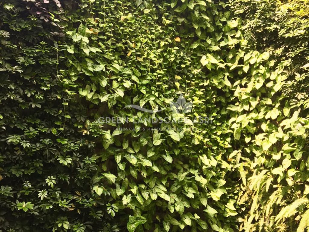 Jasa Pasang Taman Vertikal