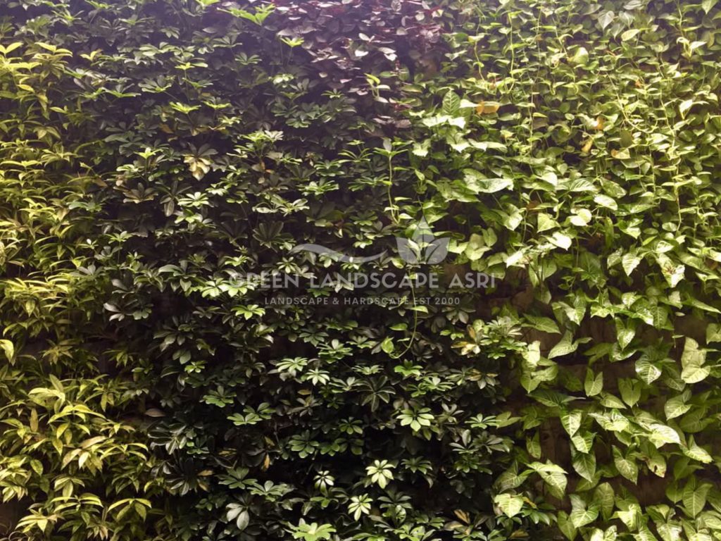 Jasa Pasang Taman Vertikal