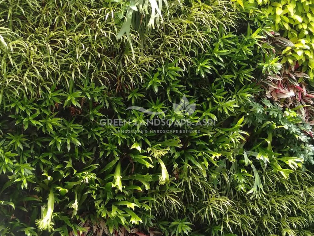 Jasa Pembuatan Vertical Garden