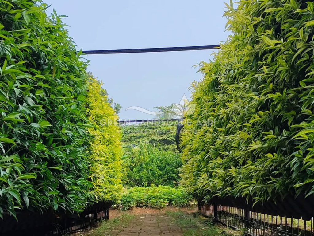 Jasa Vertical Garden Tanaman Asli