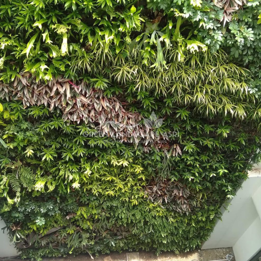 Jasa Vertical Garden Tanaman Asli