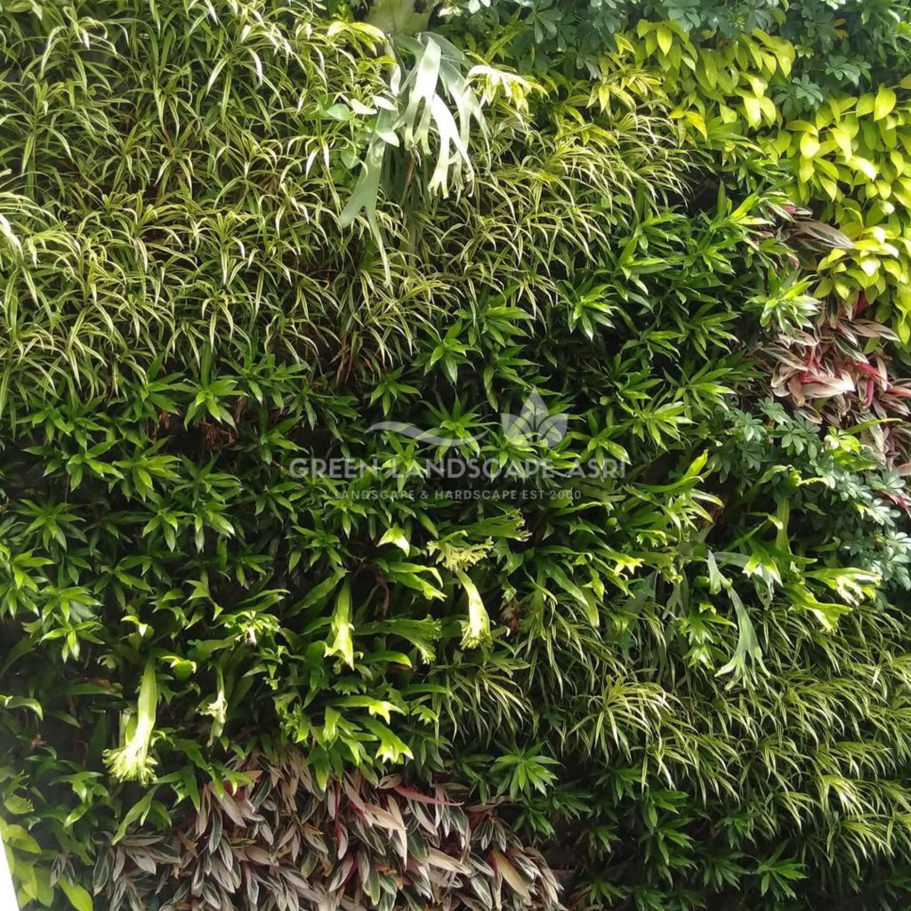 Jasa Vertical Garden Tanaman Asli