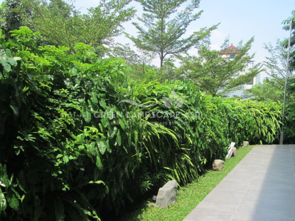 Tukang Taman Vertikal Bergaransi