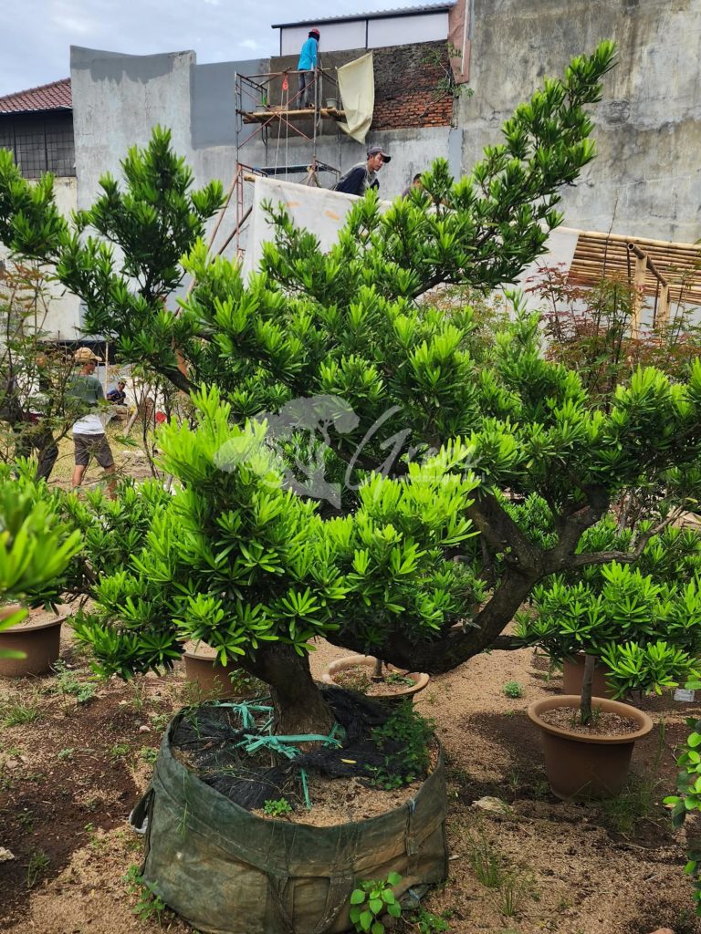 Jual Bonsai Lohansung
