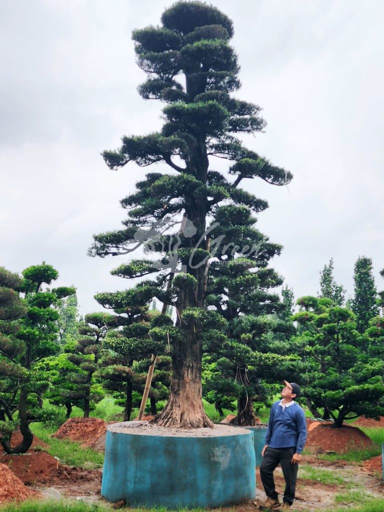 Jual Bonsai Lohansung