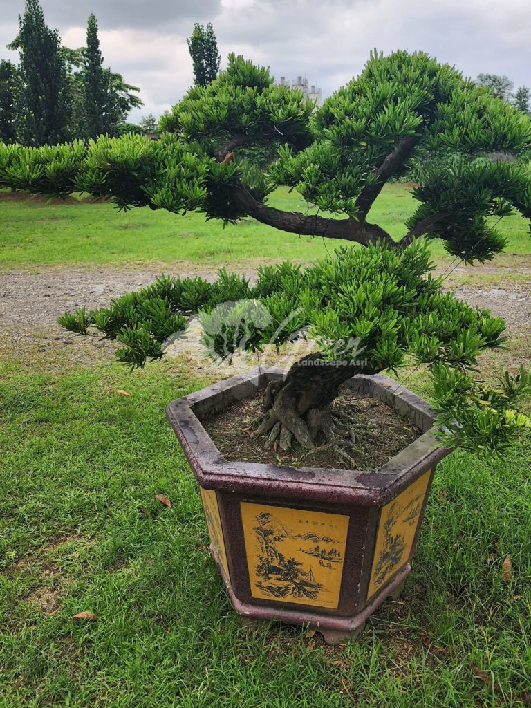 Jual Bonsai Lohansung