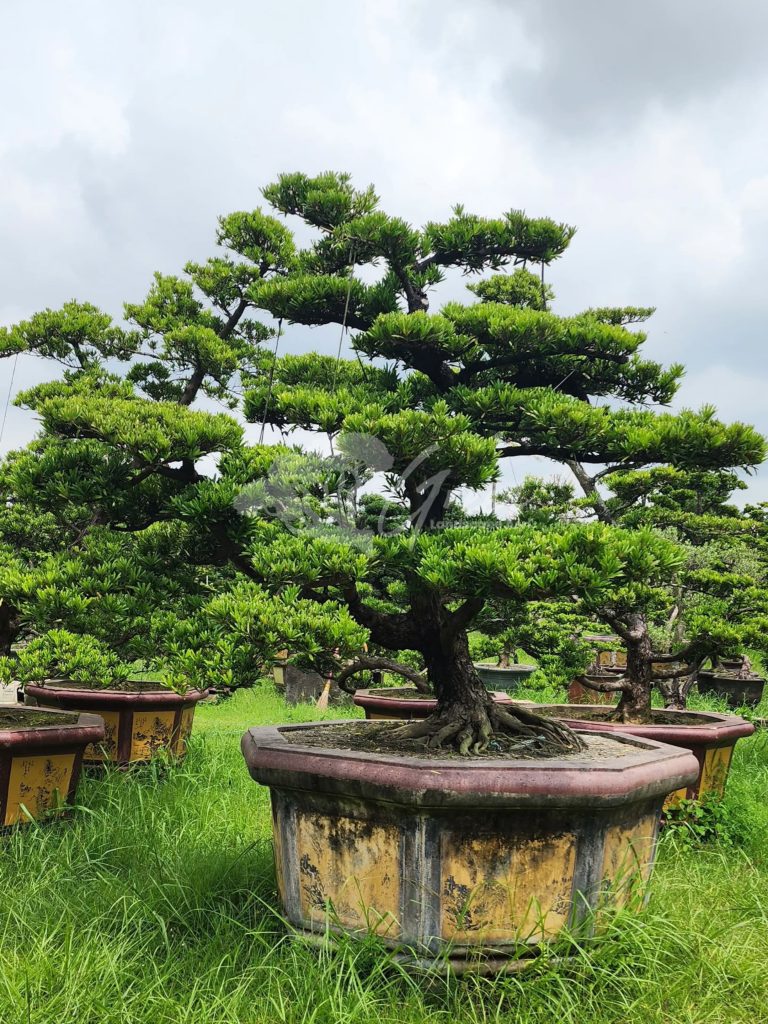 Jual Bonsai Lohansung