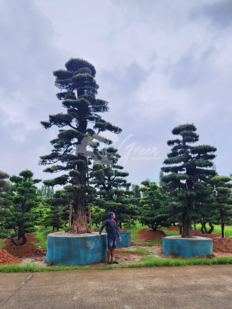 Jual Bonsai Lohansung