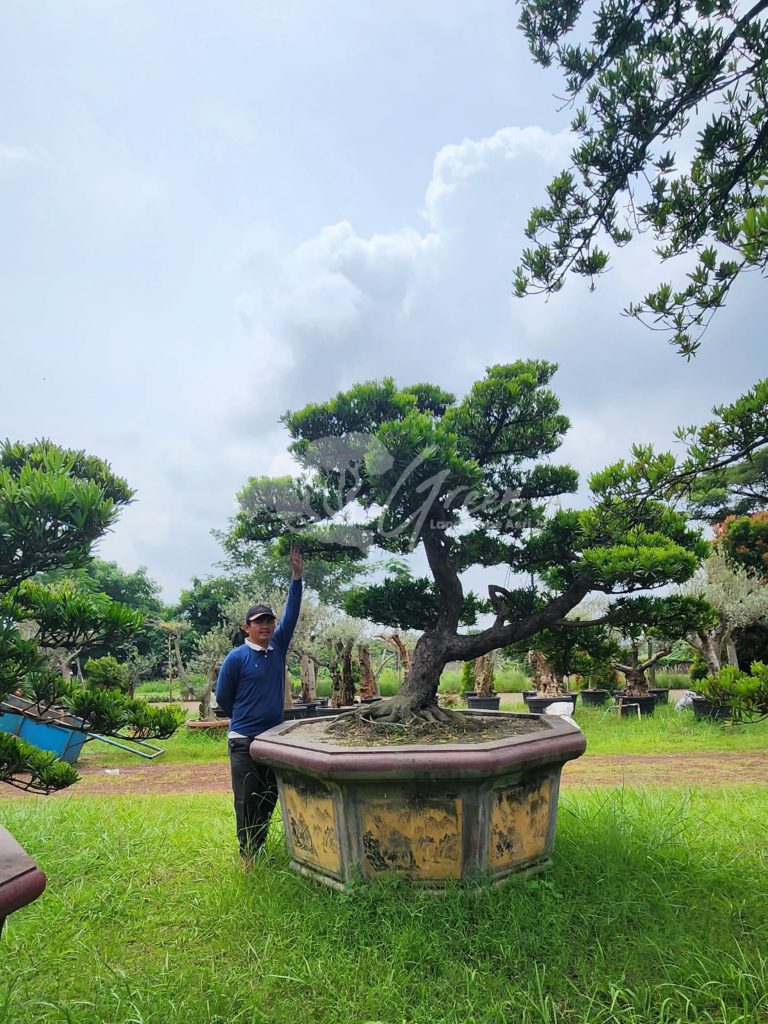 Jual Bonsai Lohansung