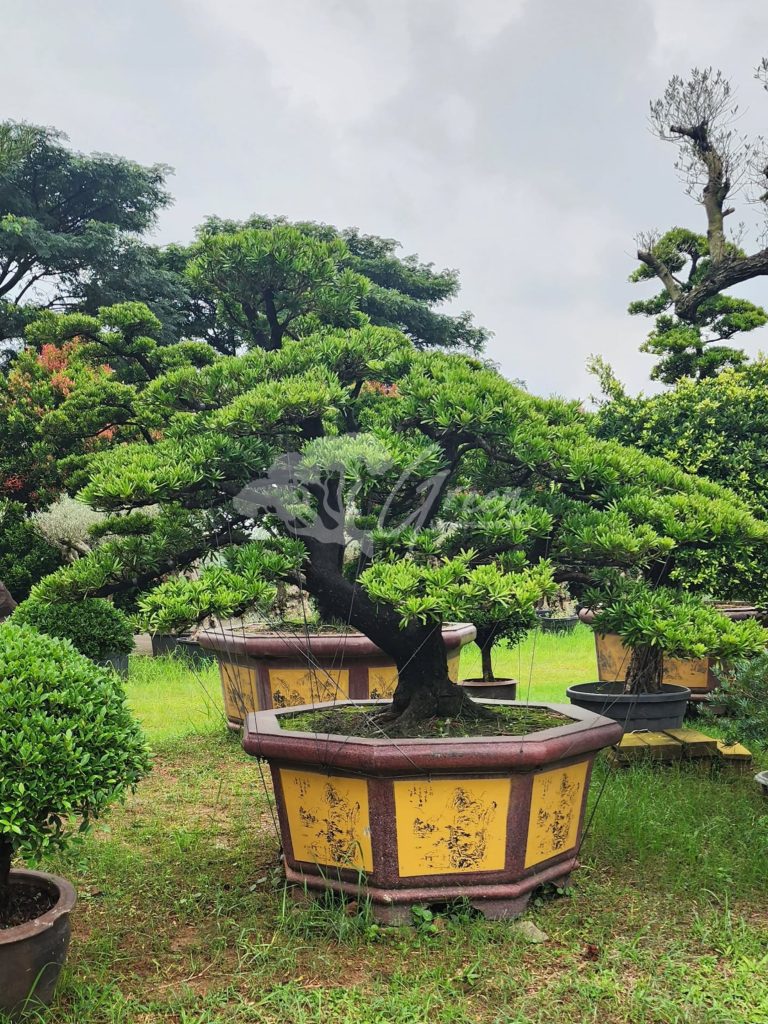 Jual Bonsai Lohansung