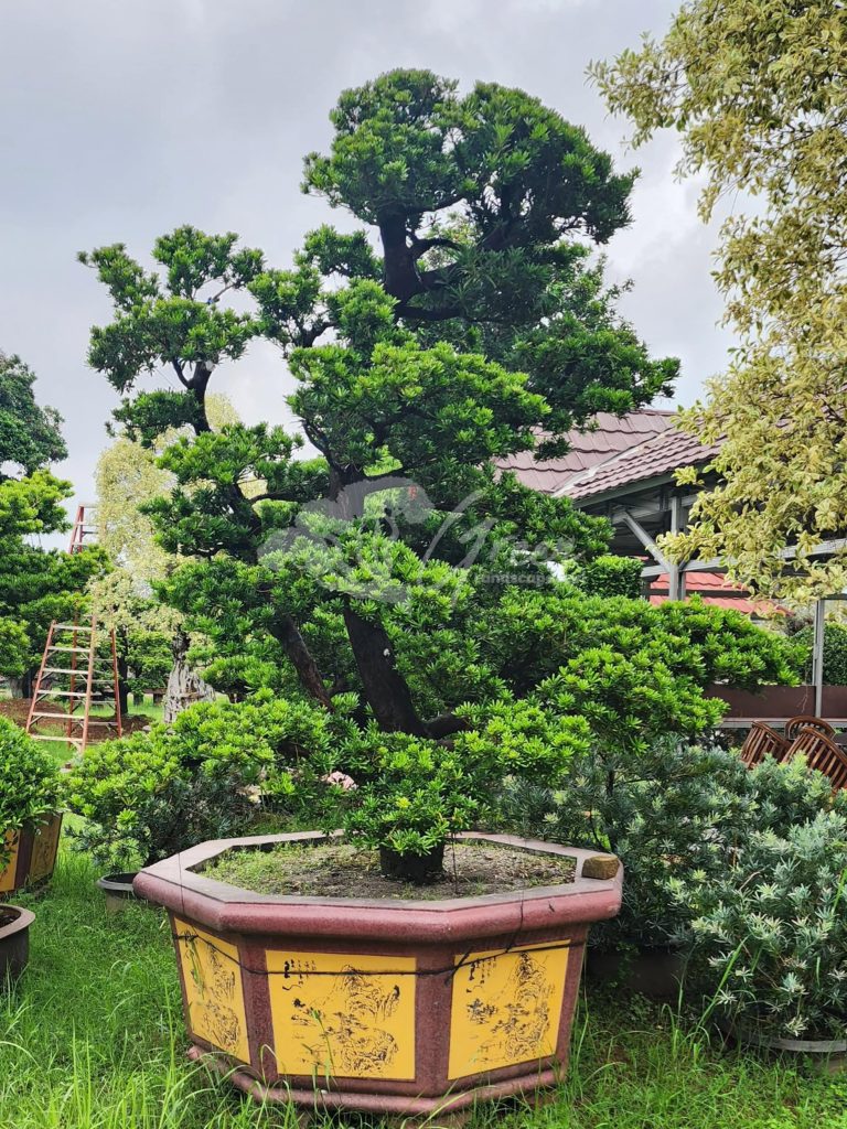 Jual Bonsai Lohansung