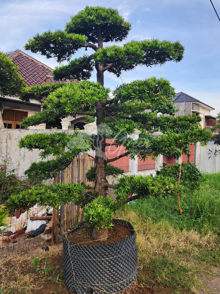 Jual Bonsai Lohansung