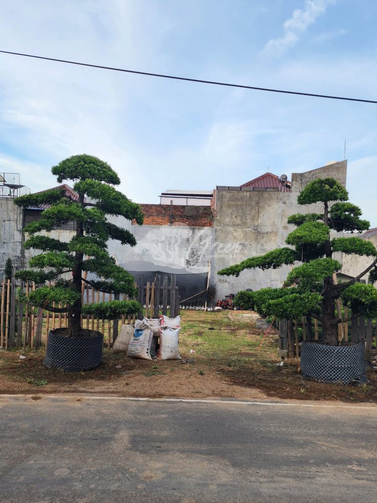 Jual Bonsai Lohansung