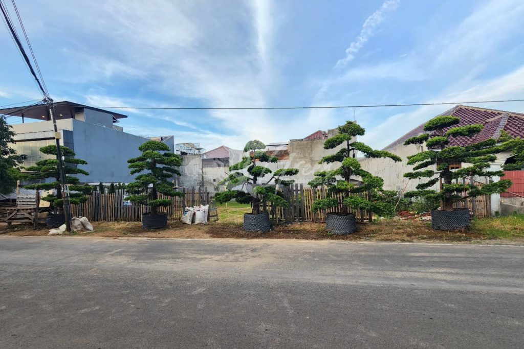 Jual Bonsai Lohansung