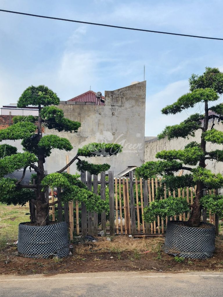 Jual Bonsai Lohansung