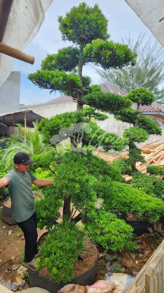 Jual Bonsai Lohansung