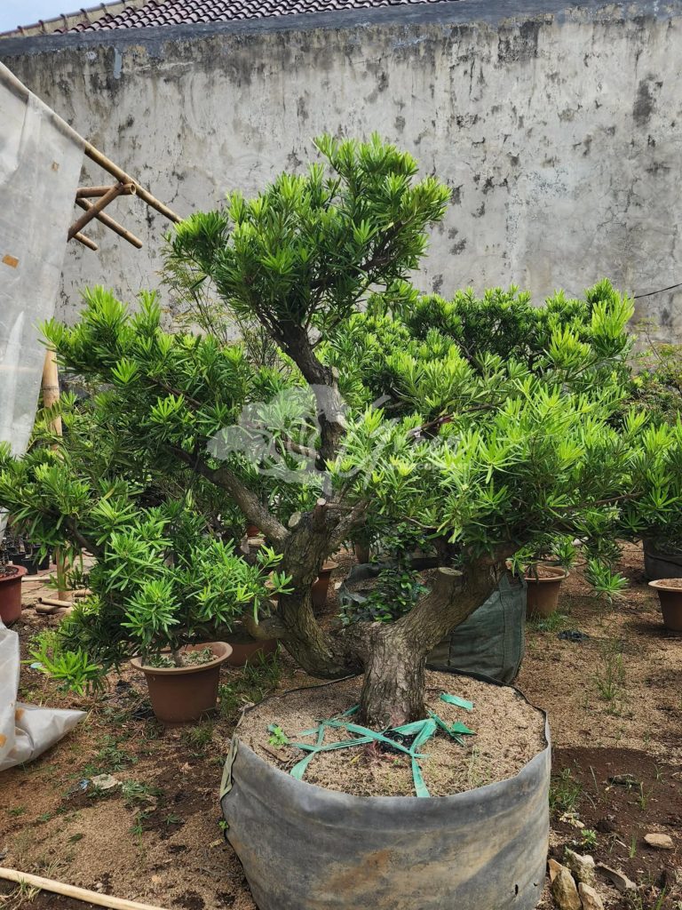 Jual Bonsai Lohansung