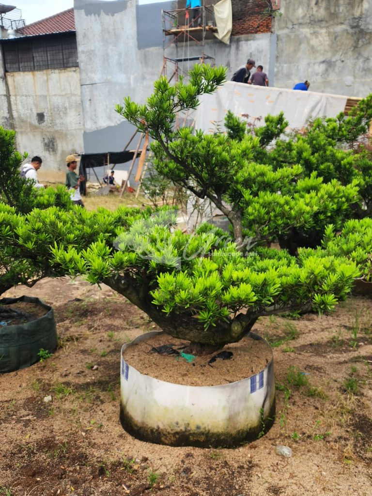 Jual Bonsai Lohansung