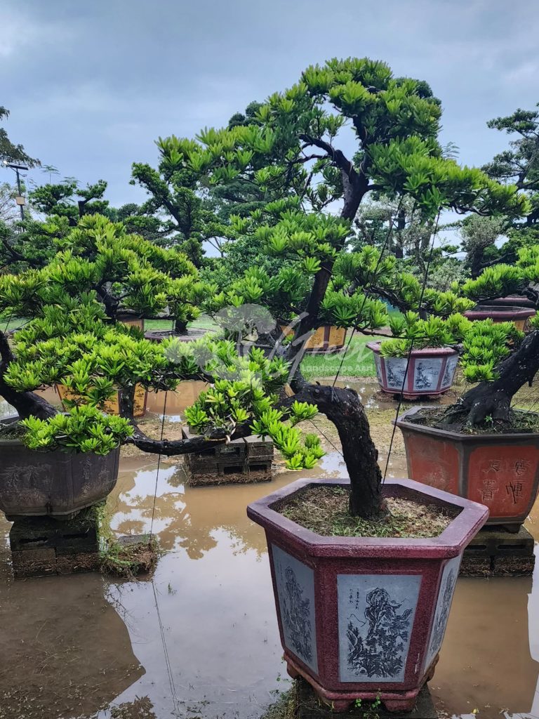 Jual Bonsai Lohansung