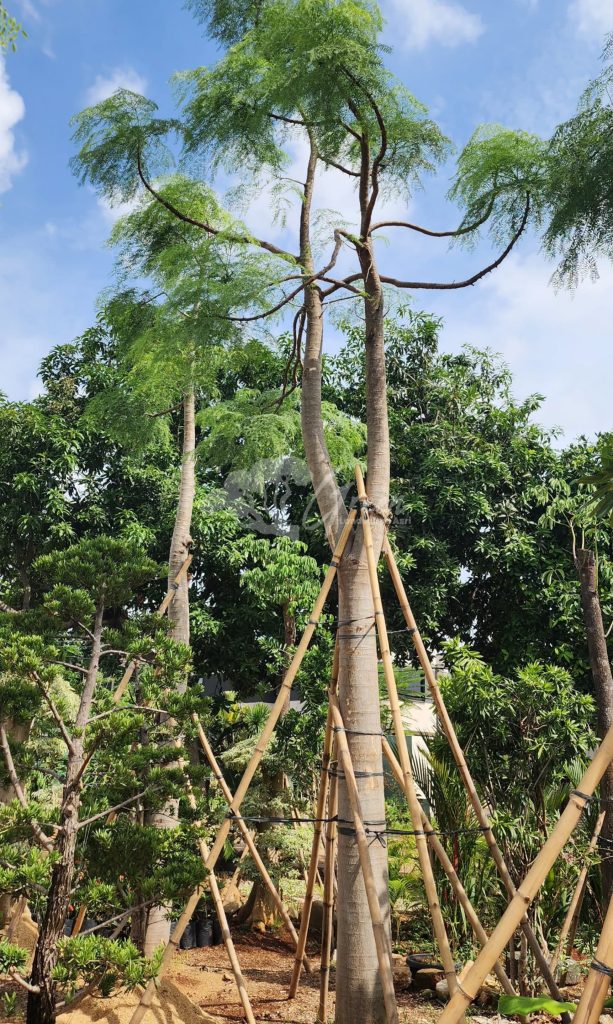 Jual Kelor Afrika