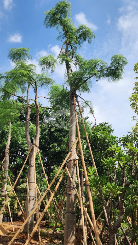 Jual Kelor Afrika