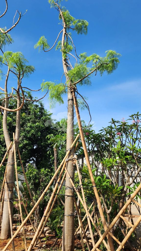 Jual Kelor Afrika