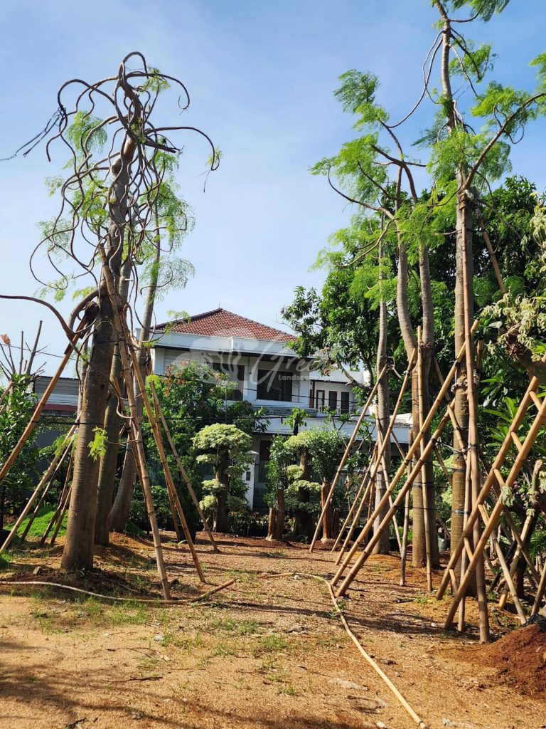 Jual Kelor Afrika