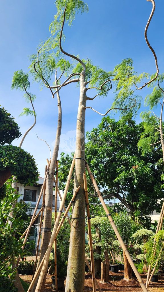 Jual Kelor Afrika