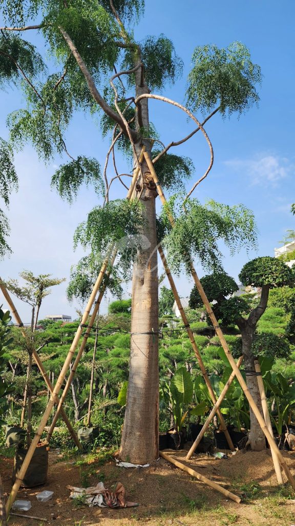 Jual Kelor Afrika