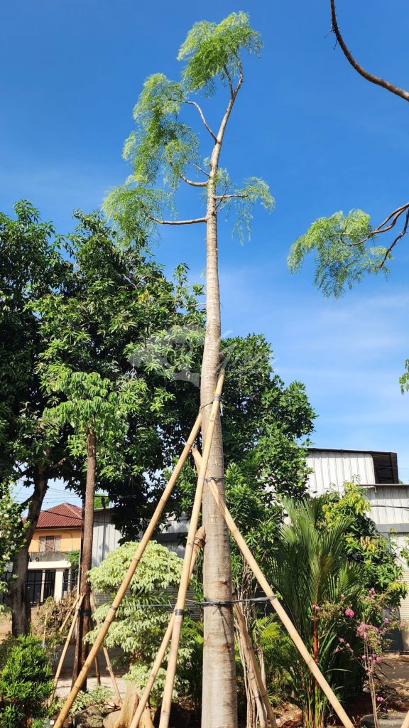 Jual Kelor Afrika