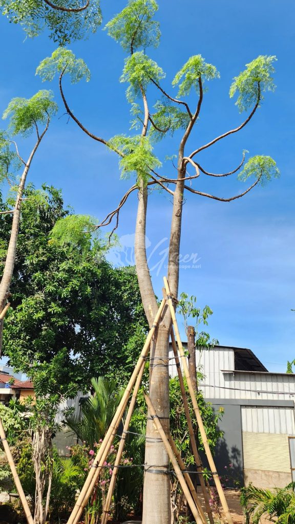 Jual Kelor Afrika