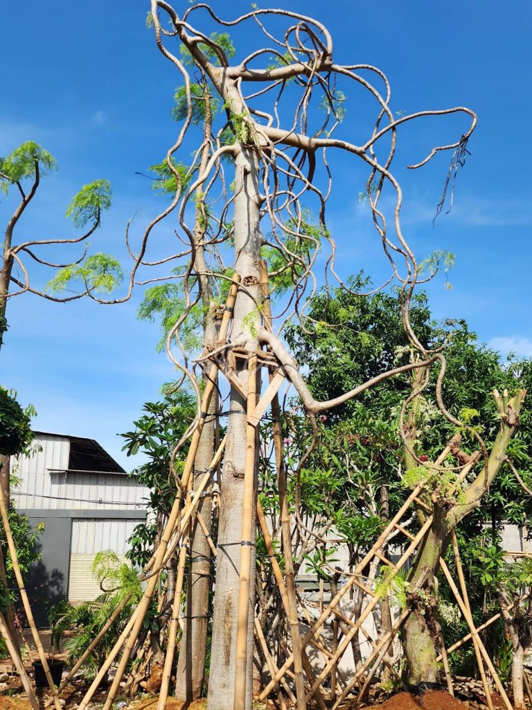 Jual Kelor Afrika