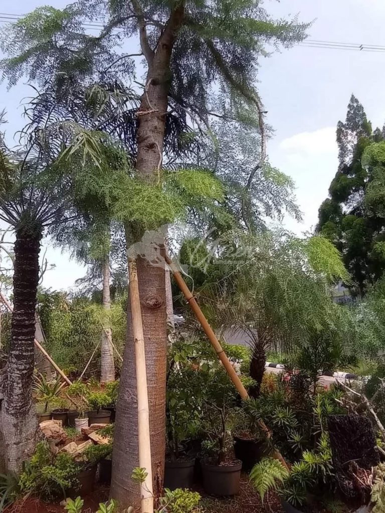 Jual Kelor Afrika