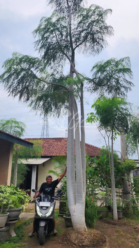 Jual Kelor Afrika
