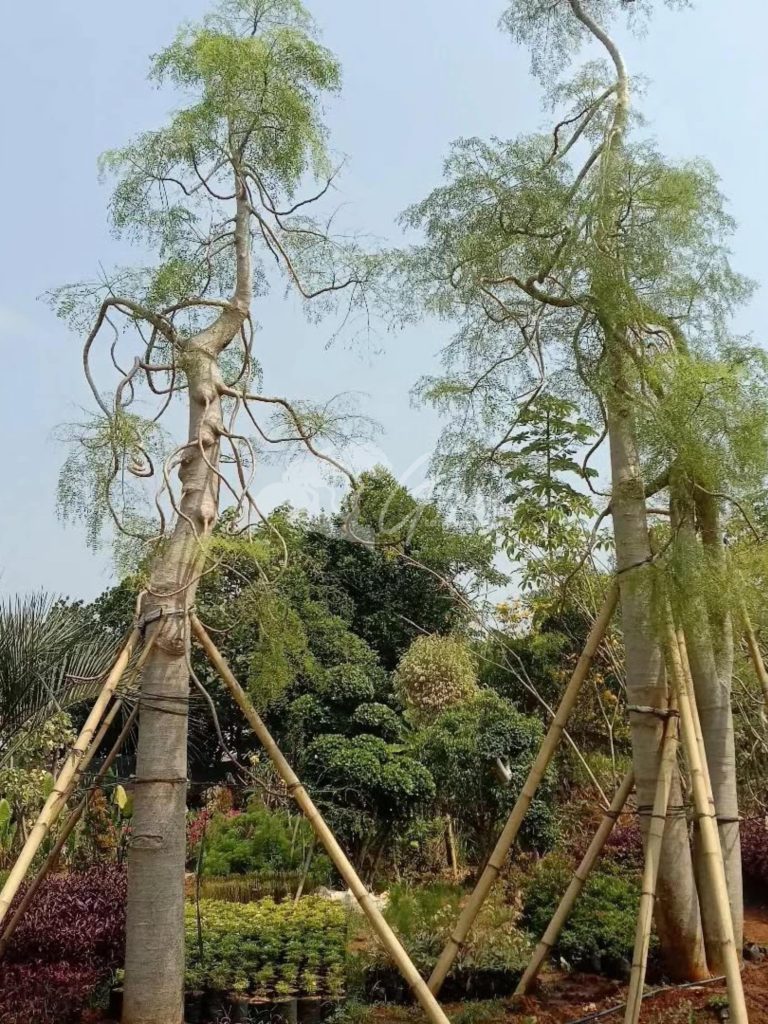 Jual Kelor Afrika