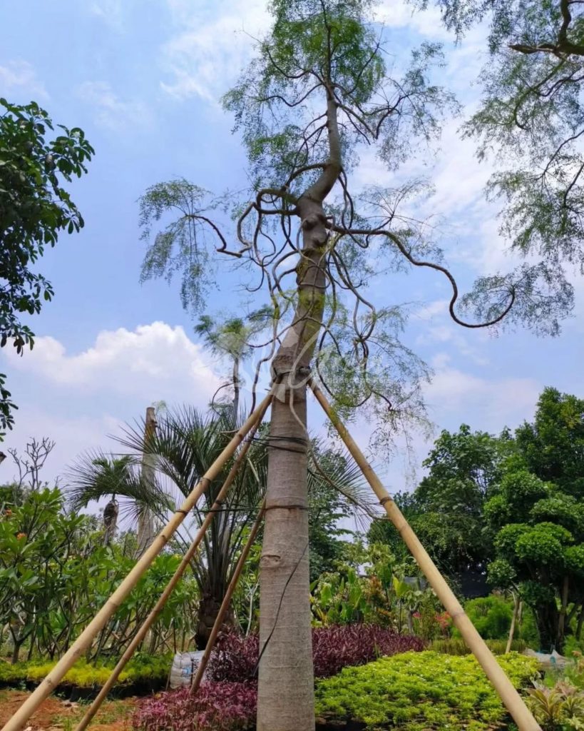 Jual Kelor Afrika