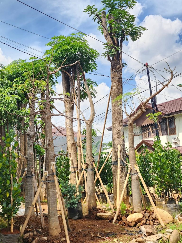 Jual Kelor Afrika