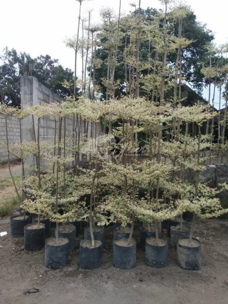 Jual Ketapang Kencana Varigata