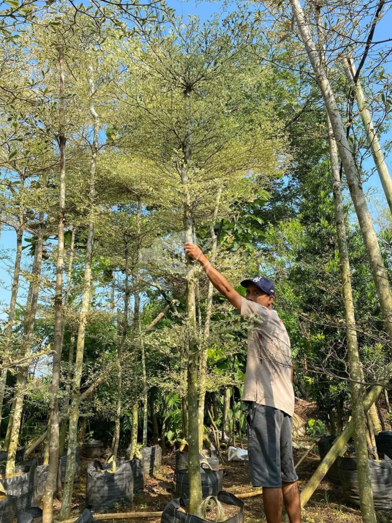 Jual Ketapang Kencana Varigata