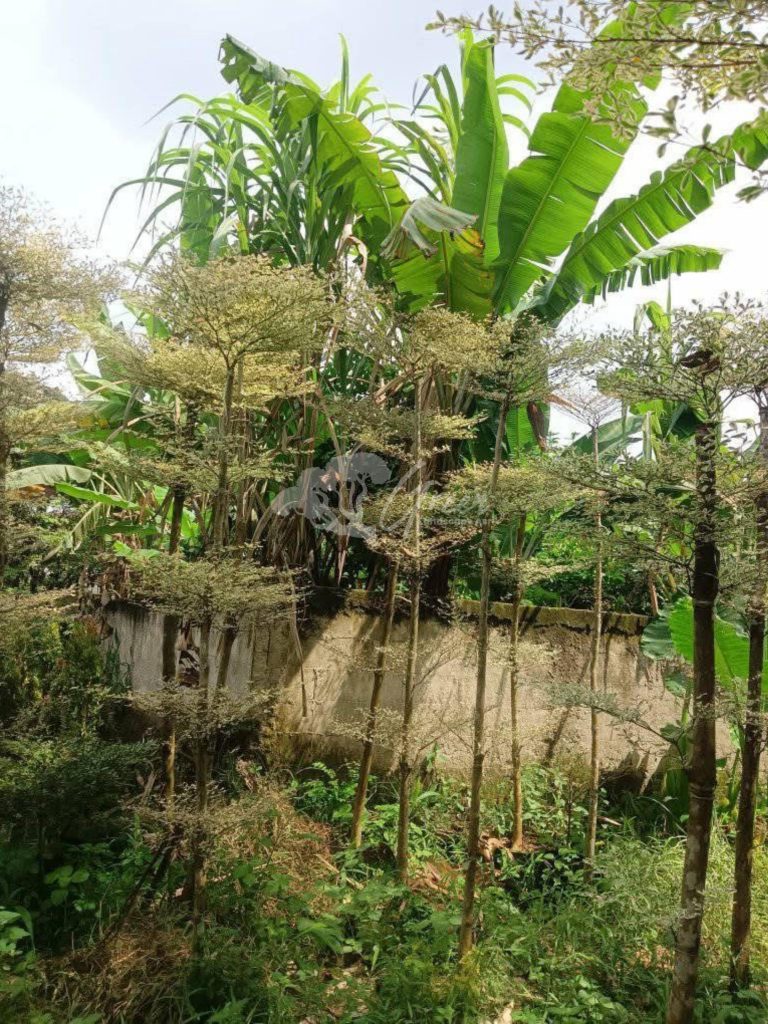 Jual Ketapang Kencana Varigata