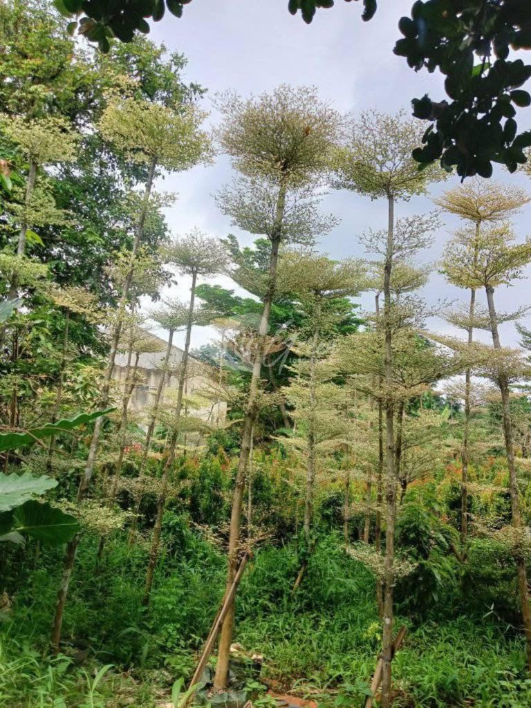Jual Ketapang Kencana Varigata