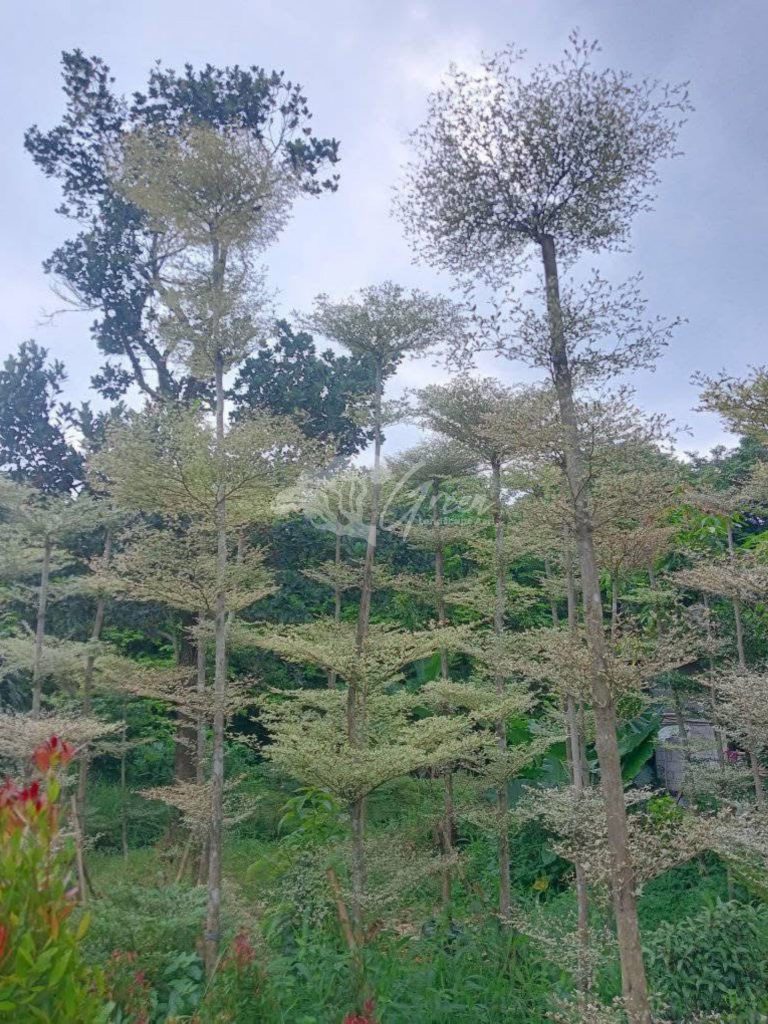 Jual Ketapang Kencana Varigata