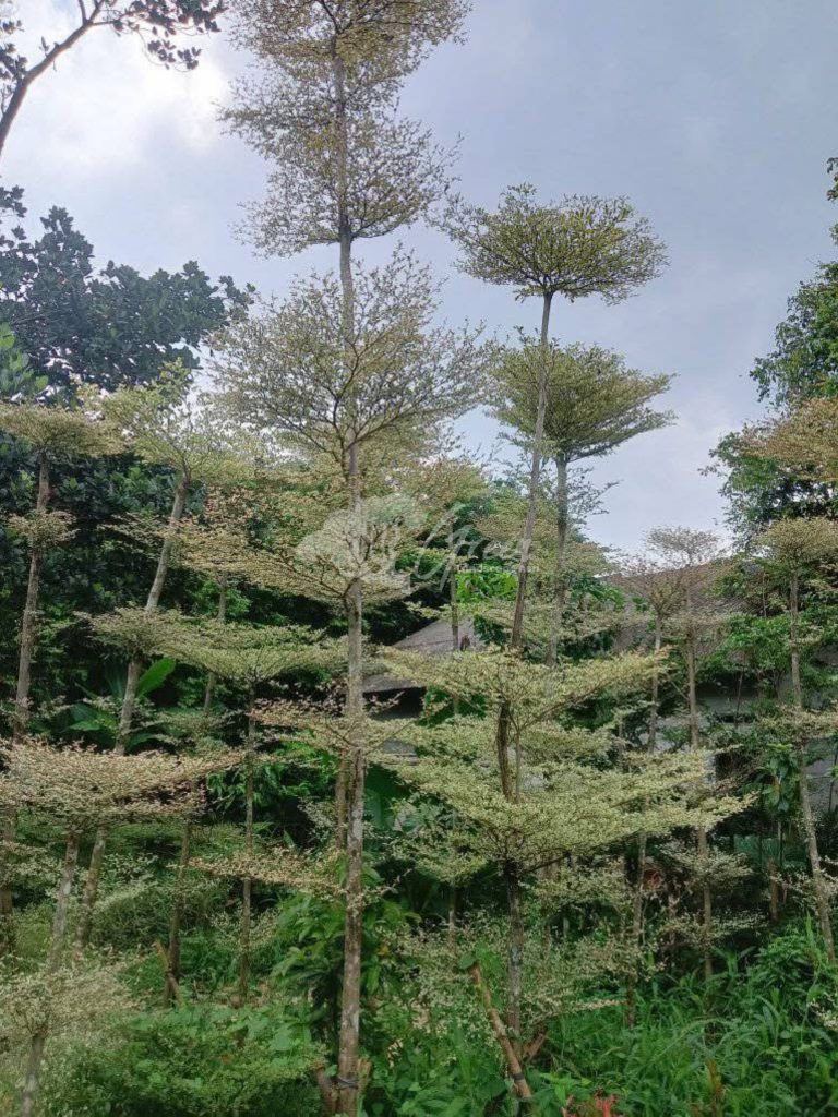 Jual Ketapang Kencana Varigata