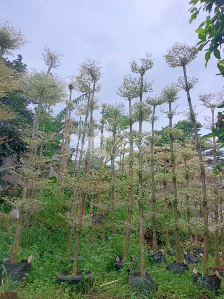 Jual Ketapang Kencana Varigata