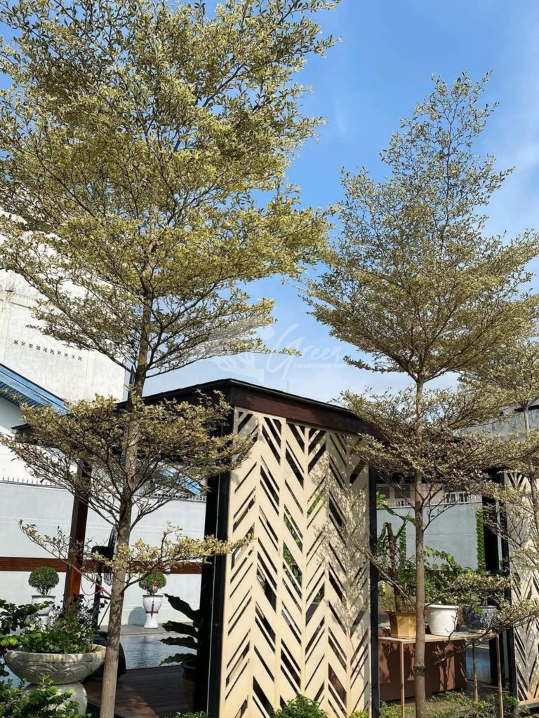 Jual Ketapang Kencana Varigata