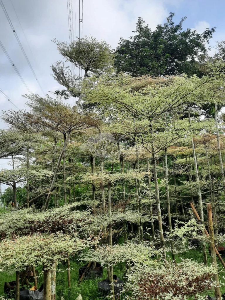 Jual Ketapang Kencana Varigata