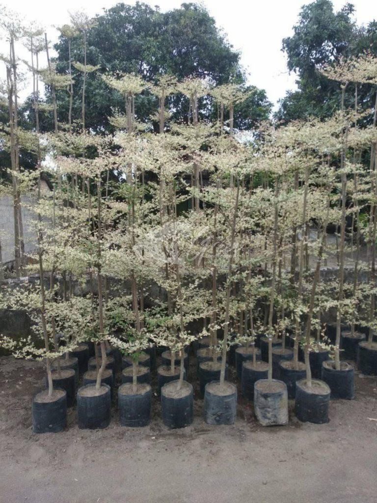 Jual Ketapang Kencana Varigata