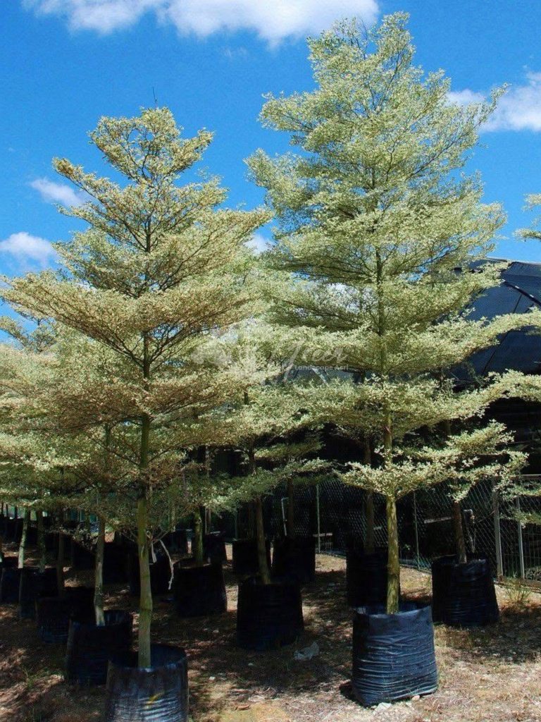 Jual Ketapang Kencana Varigata